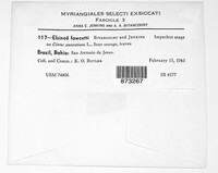 Elsinoe fawcettii image